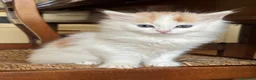 Siberiano gatti in vendita: Noralee gattina siberiana ipoallergenica - Annuncio 19