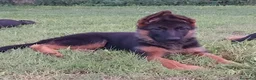 Pastore Tedesco cani in vendita: Super cucciola di Pastore Tedesco - Annuncio 3