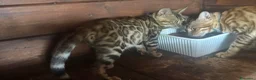 Bengala gatti in vendita: Bengal cucciola da riproduzione (Normandie) - Annuncio 10