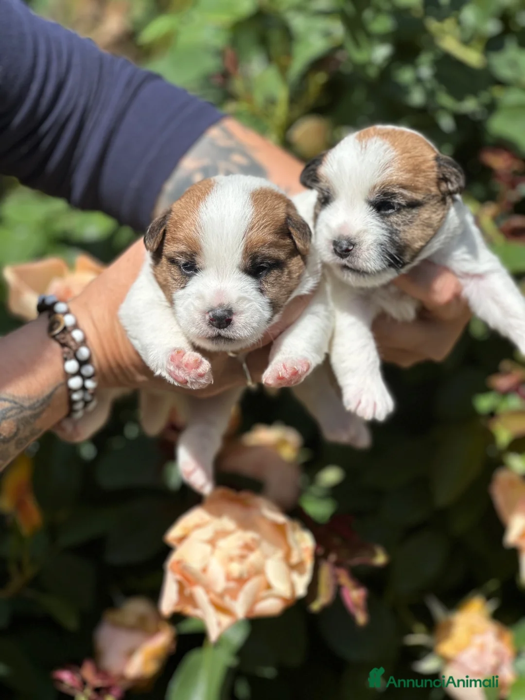 Jack Russell cani in vendita: Cuccioli jack russell lineaespositiva pelo ruvido  - Annuncio 2