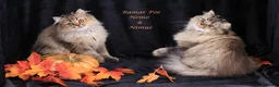 British gatti in vendita: Bamar Poe cattery  - Annuncio 4