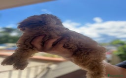 Barboncino cani in vendita: Bellissimi cuccioli di barboncino  a Città Metropolitana di Firenze - Immagine 7