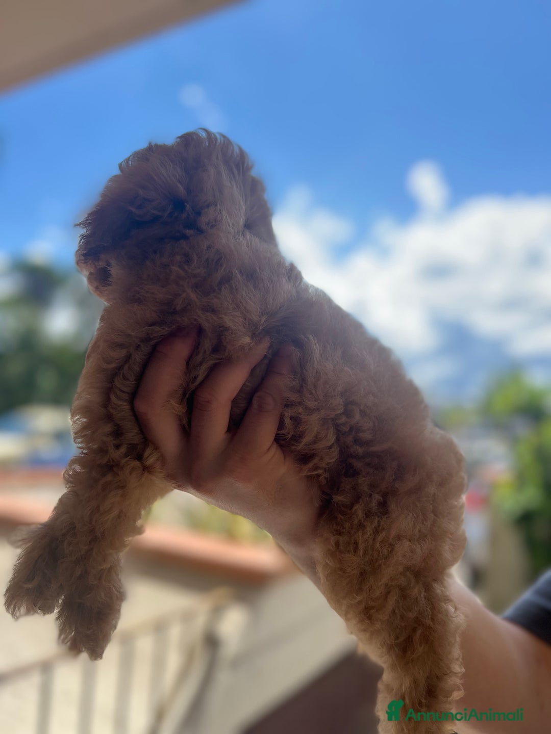 Barboncino cani in vendita: Bellissimi cuccioli di barboncino  a Città Metropolitana di Firenze - Immagine 7