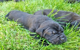Cane Corso cani in vendita: Cuccioli di cane corso alta genealogia  a Provincia di Verona - Immagine 10