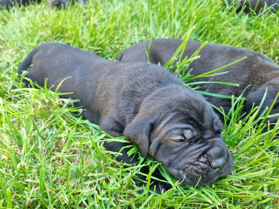 Cane Corso cani in vendita: Cuccioli di cane corso alta genealogia  a Provincia di Verona - Immagine 10
