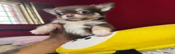 Chihuahua cani in vendita: due maschietti chihuahua pelo lungo pedigree enci  - Annuncio 4