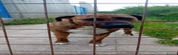 Meticcio cani in regalo: MORGANA superaffettuosa! - Annuncio 2