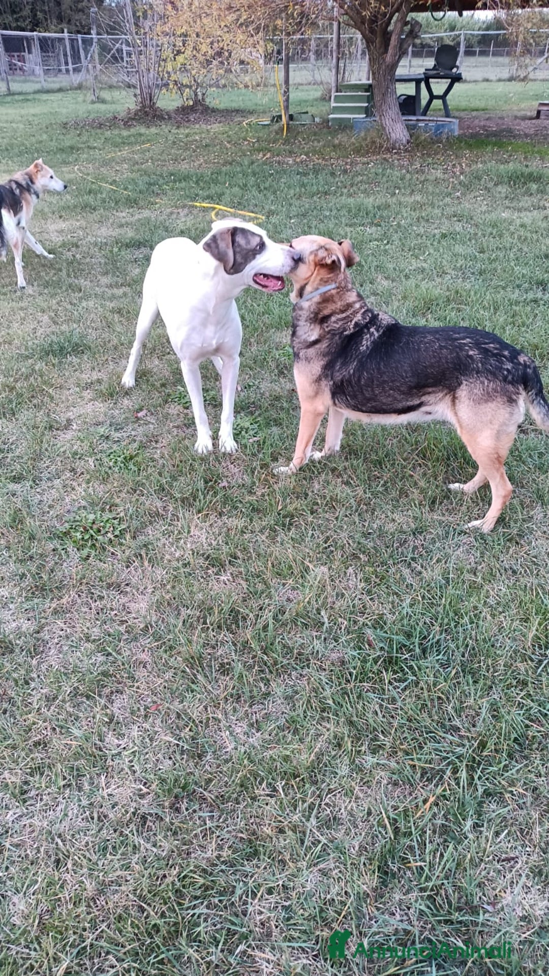 Meticcio cani in regalo: PONY DOPO TANTA SOFFERENZA HA BISOGNO DI AMORE  - Annuncio 3