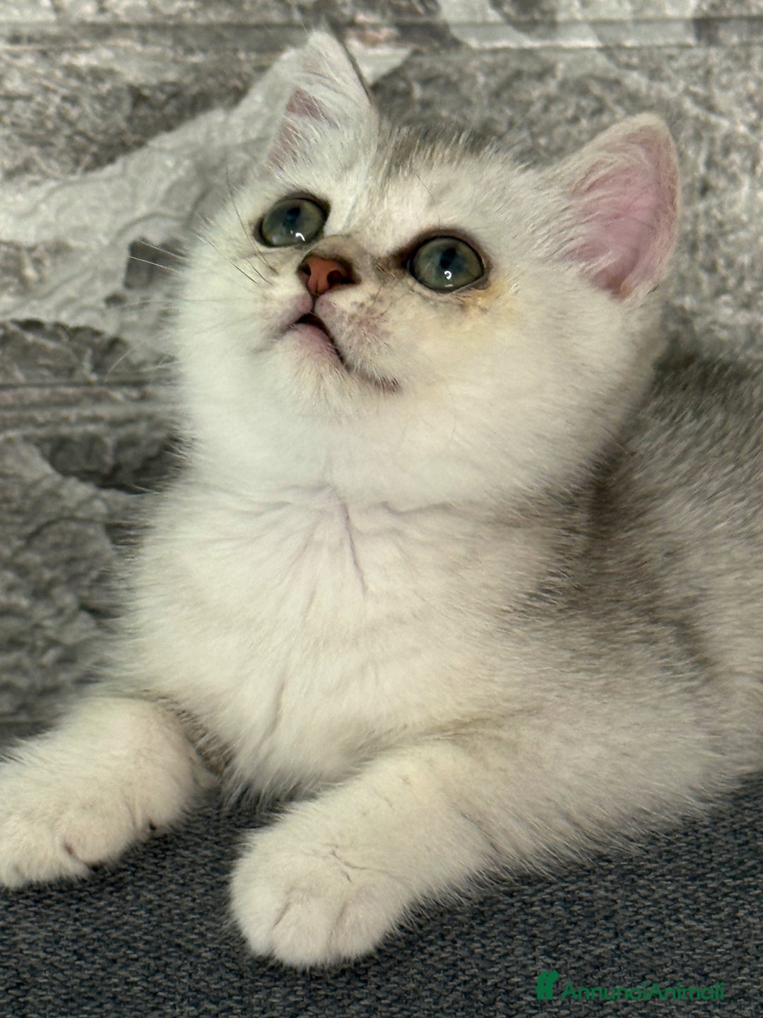 British gatti in vendita: Fantastici Gattine British-Scottish a Città Metropolitana di Firenze - Immagine 5