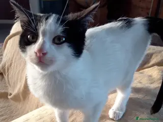 Altre razze gatti Gattini destinati alla colonia - Annuncio 7