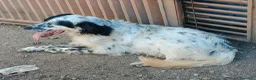 Setter Inglese cani in regalo: CHEROKEE - Annuncio 8