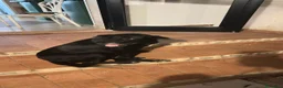 Meticcio cani in regalo: BELLA 🩷 adesso merita di essere scelta 😍 - Annuncio 3