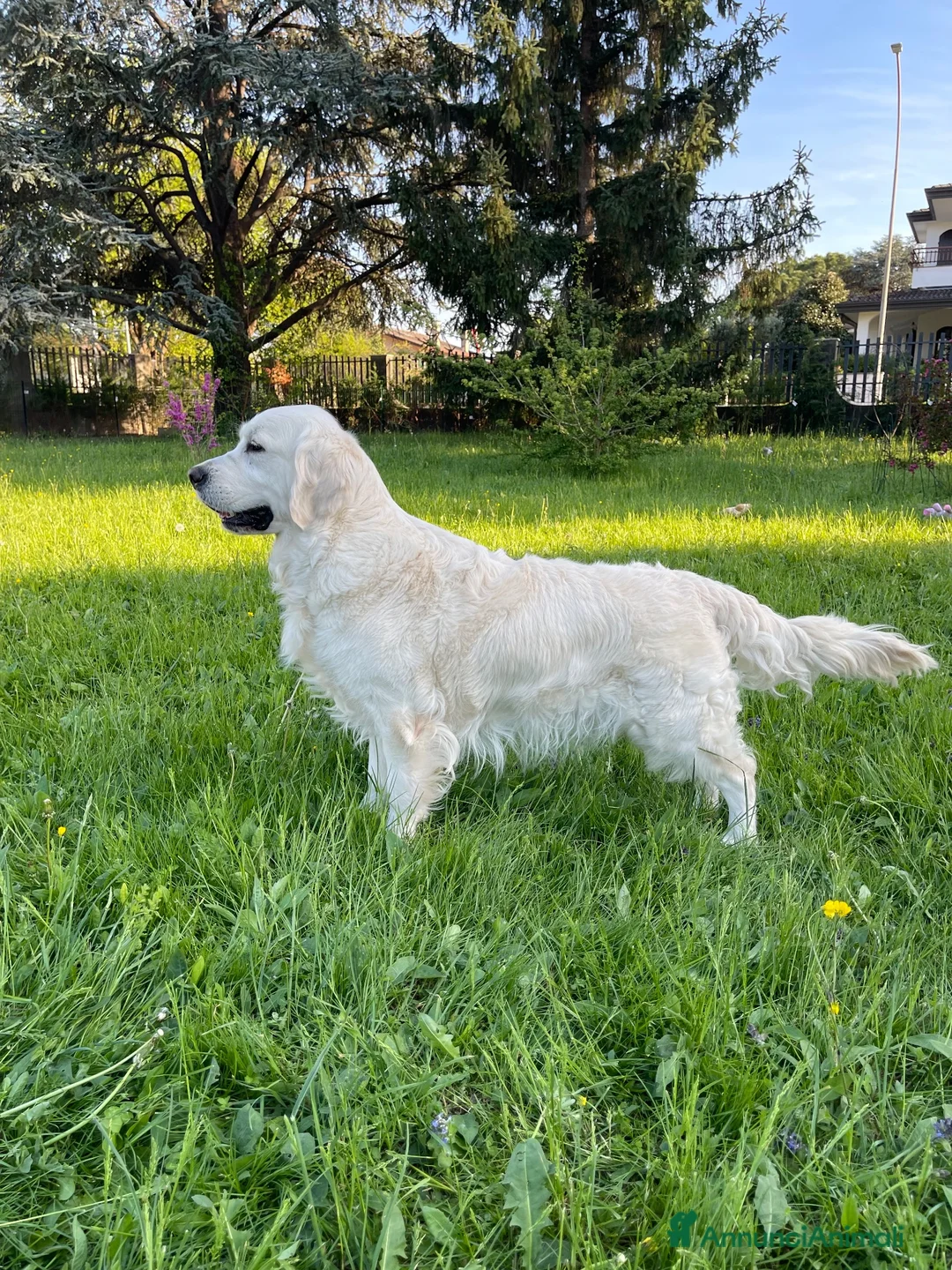 Golden Retriever cani in vendita: Disponibili cuccioli maschi di Golden Retriever  - Annuncio 28