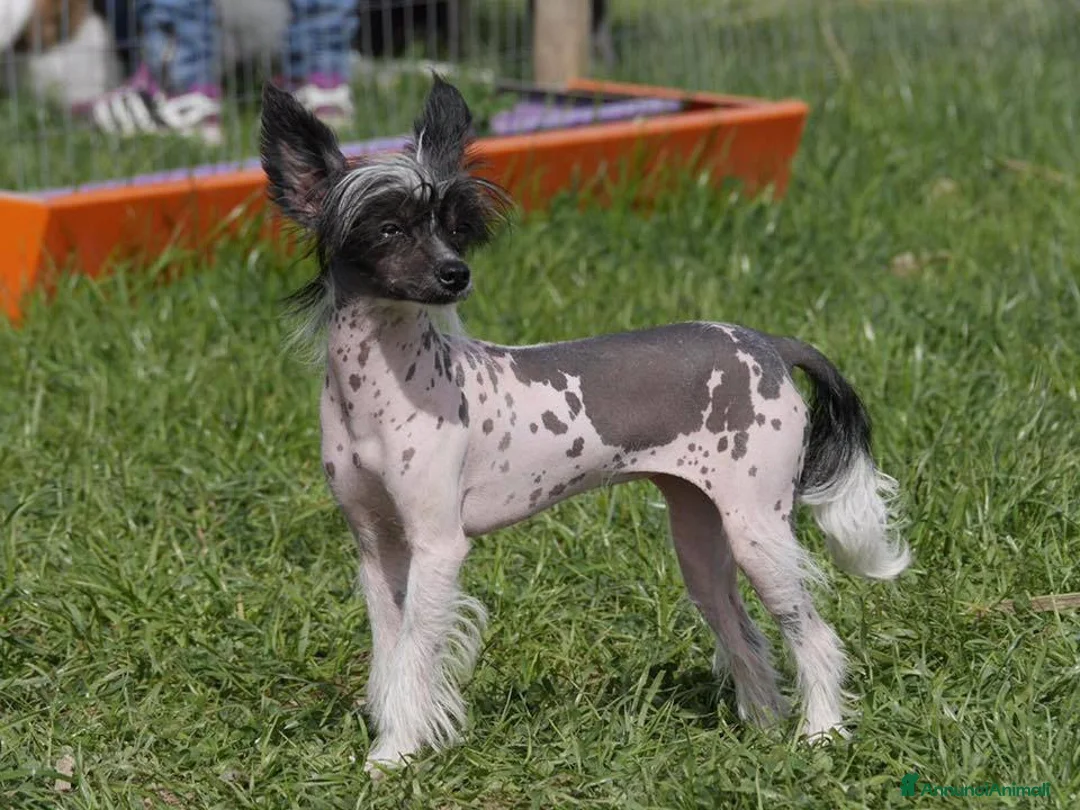 Immagine della galleria {{count}}