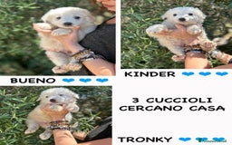 Altre razze cani in regalo: BUENO KINDER TRONKY a Provincia di Bergamo - Immagine 1