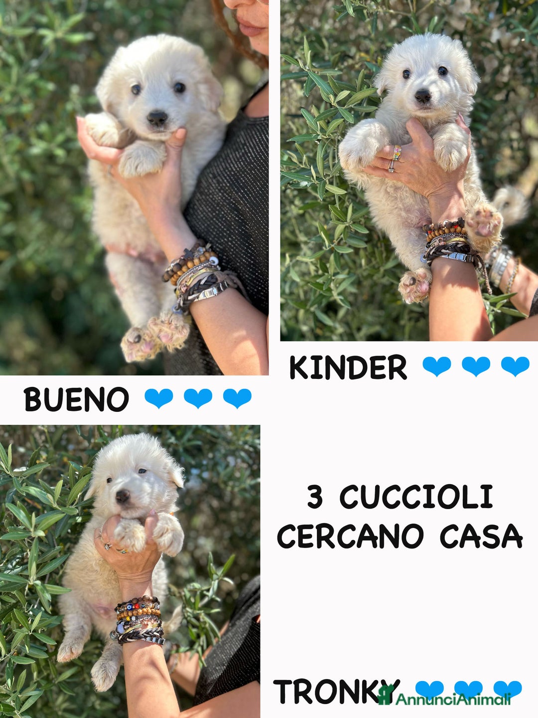 Altre razze cani in regalo: BUENO KINDER TRONKY a Provincia di Bergamo - Immagine 1
