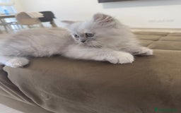 Persiano gatti in vendita: Gattine persiane a Provincia di Brescia - Immagine 8
