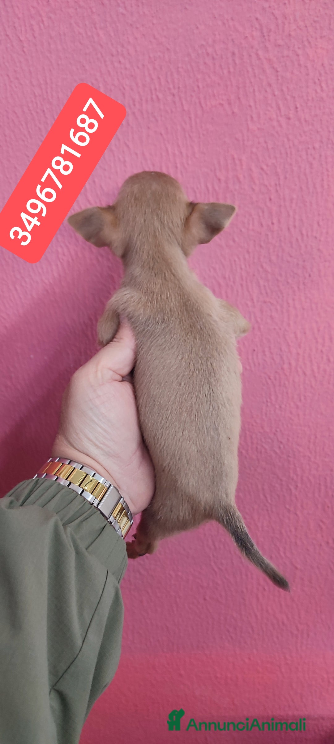 Chihuahua cani in vendita: CHIHUAHUA ultima stupenda cucciolina  - Annuncio 2
