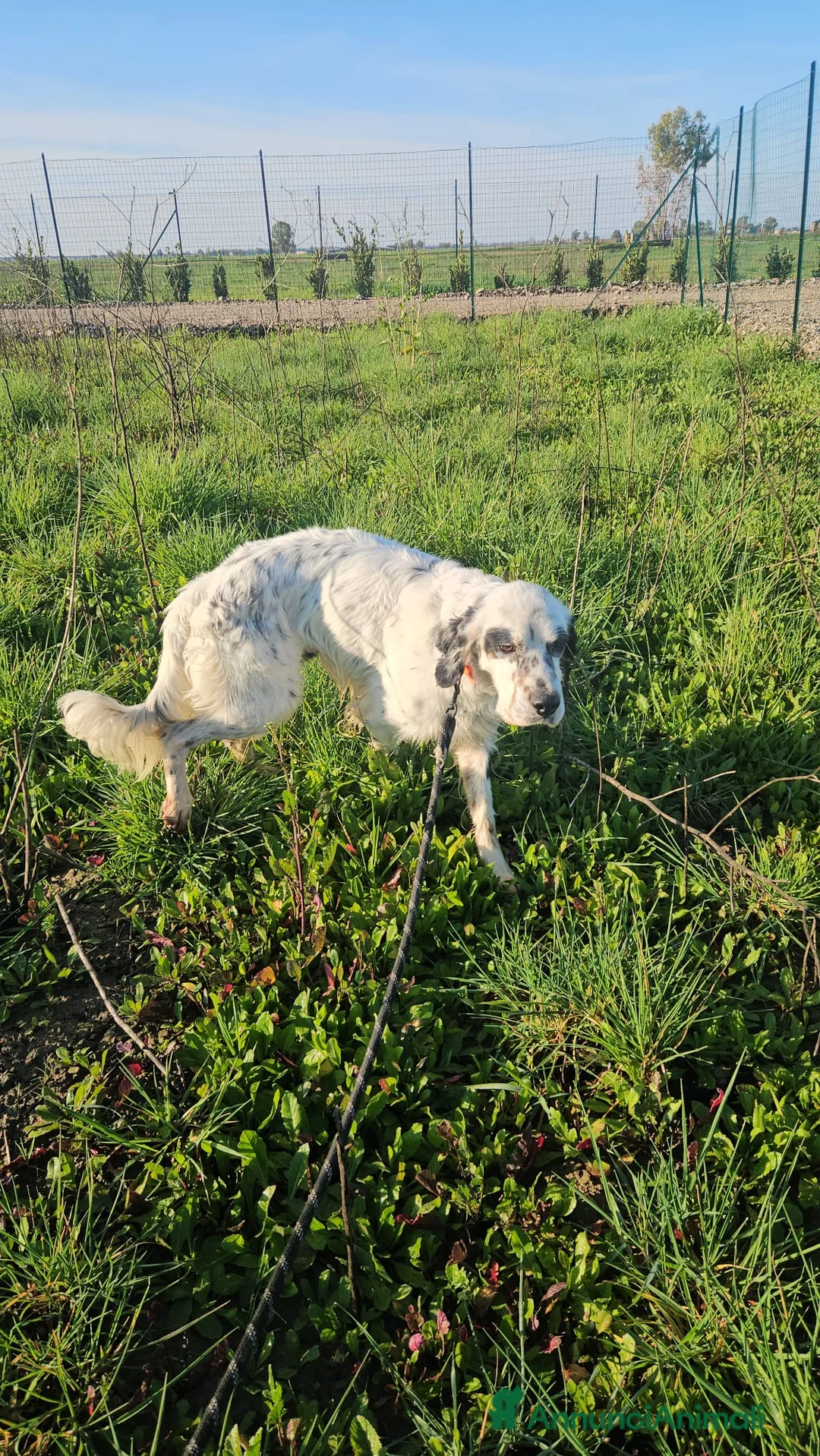 Setter Inglese cani in regalo: Zeus: giovane setter socievole equilibrato  - Annuncio 17