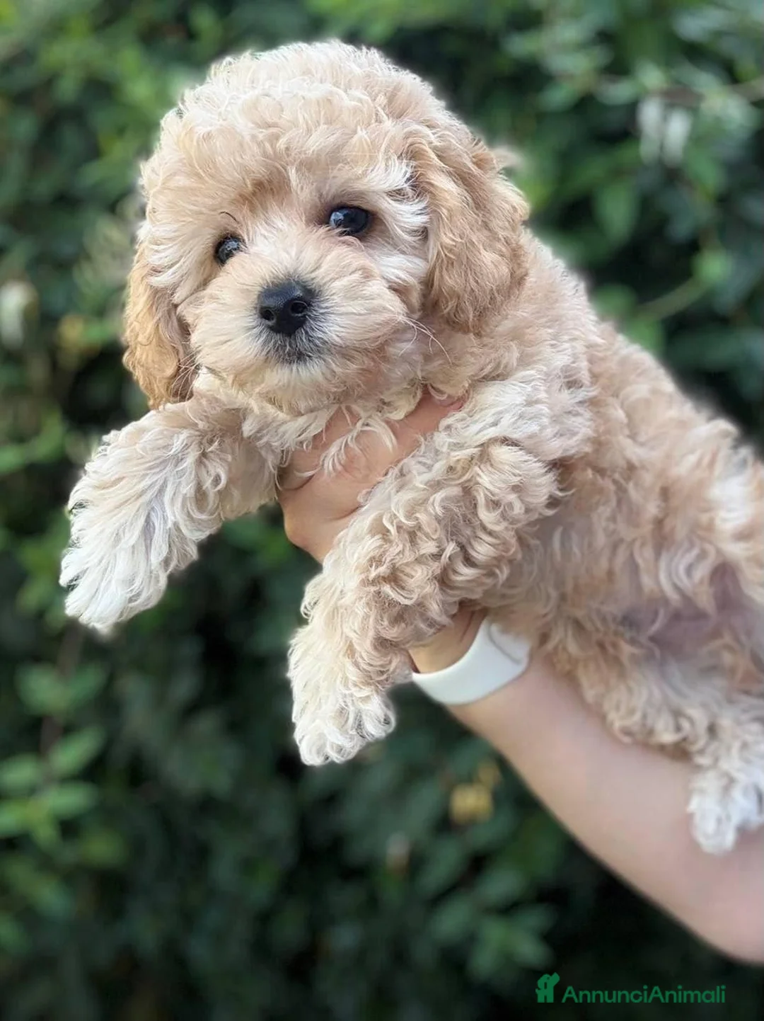 Maltipoo cani in vendita: Cuccioli di Maltipoo e Barboncino - Annuncio 1
