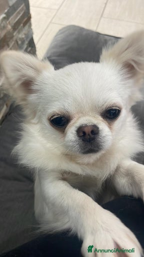 Immagine della galleria {{count}}