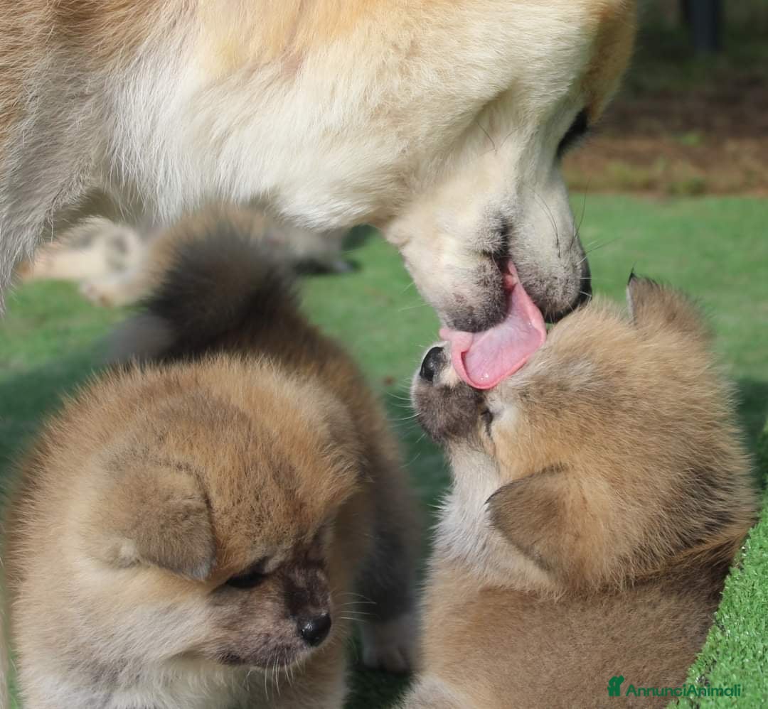 Akita Inu cani in vendita: AKITA CUCCIOLI da Allevamento ENCI - Immagine 5