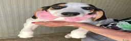 Meticcio cani in regalo: CHI ADOTTA SELENE? - Annuncio 1
