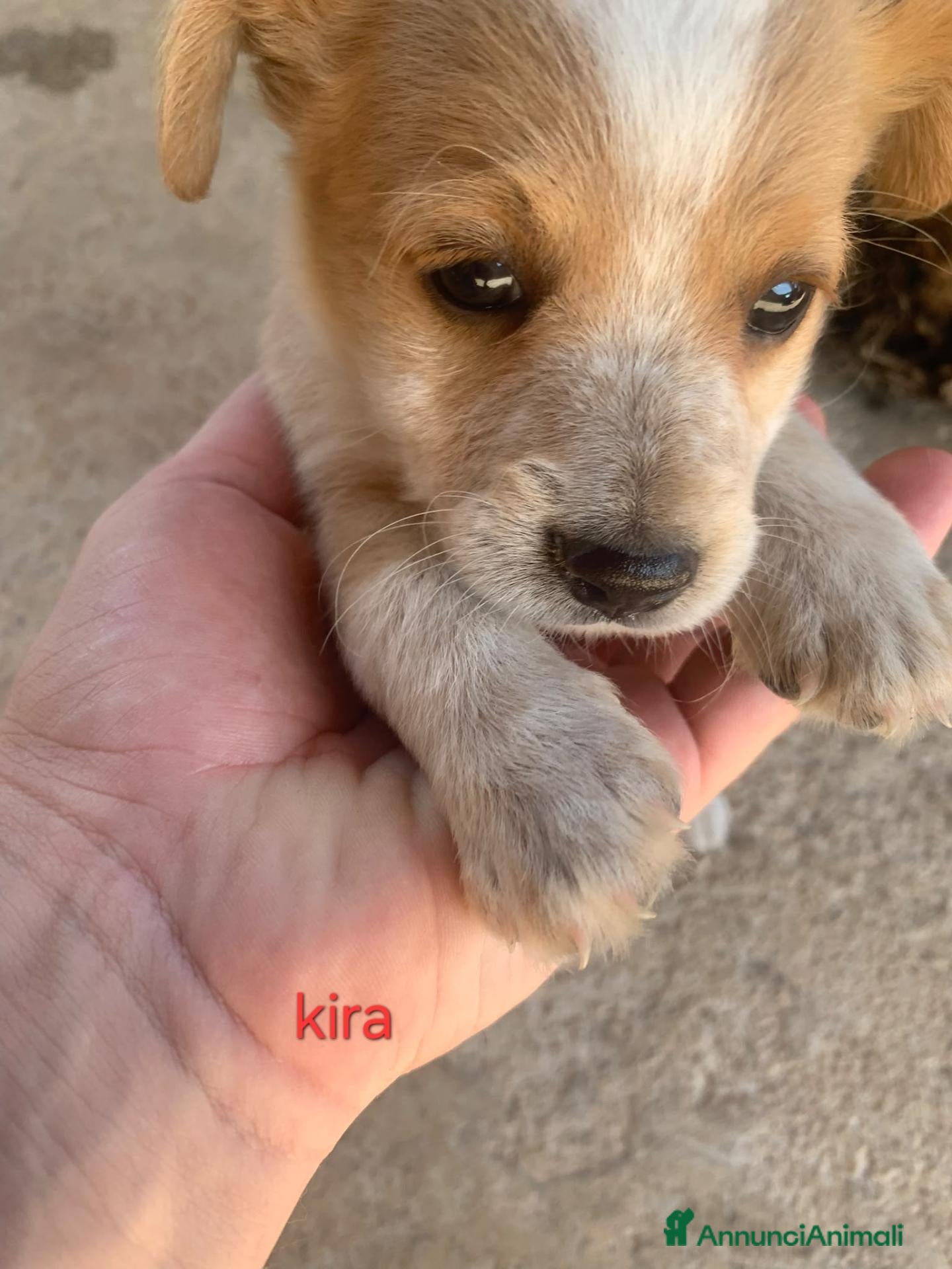 Meticcio cani Cucciole taglia media piccola  - Annuncio 16