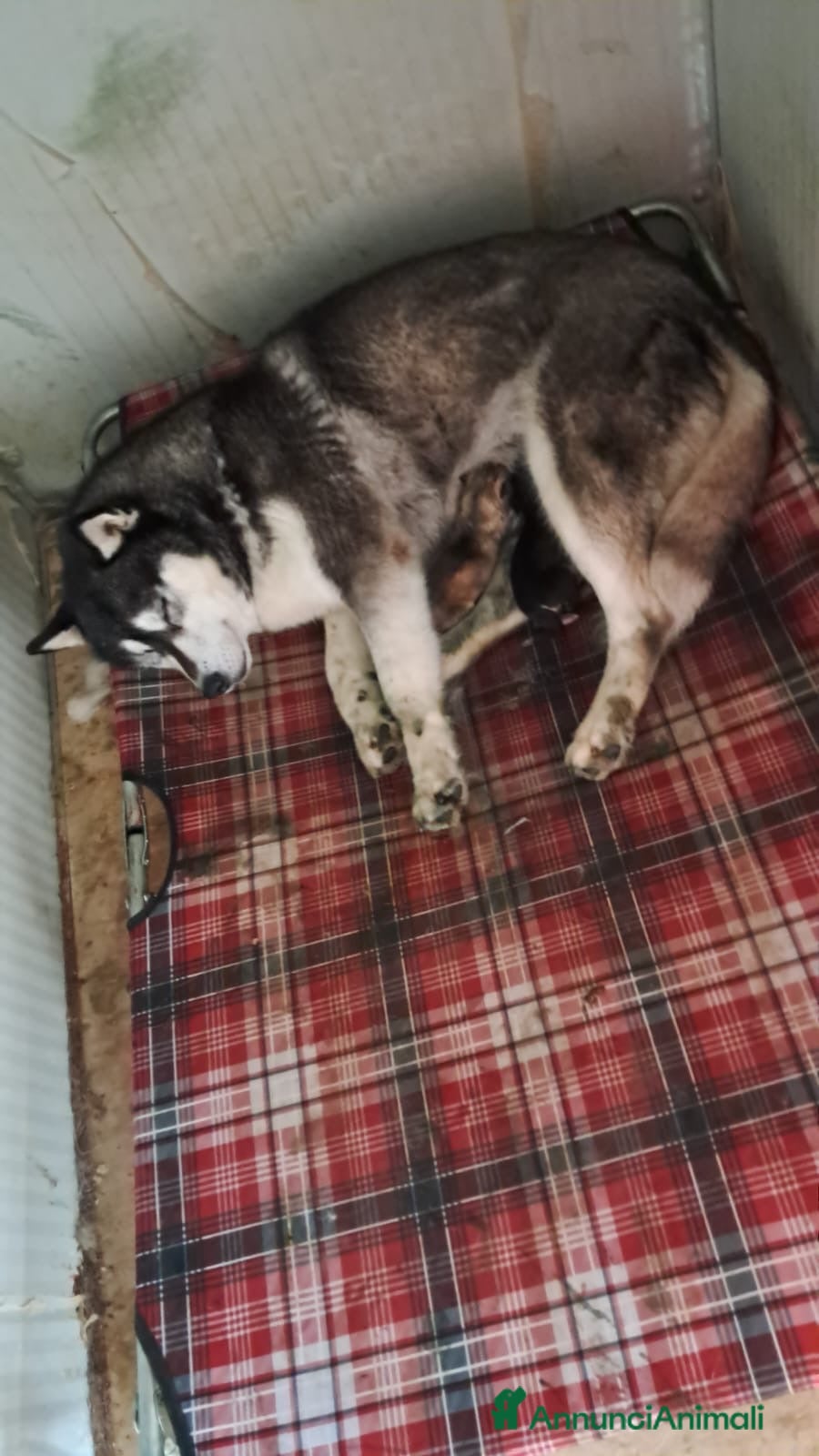 Husky cani Cuccioli Siberian Husky con Pedigree  - Annuncio 2