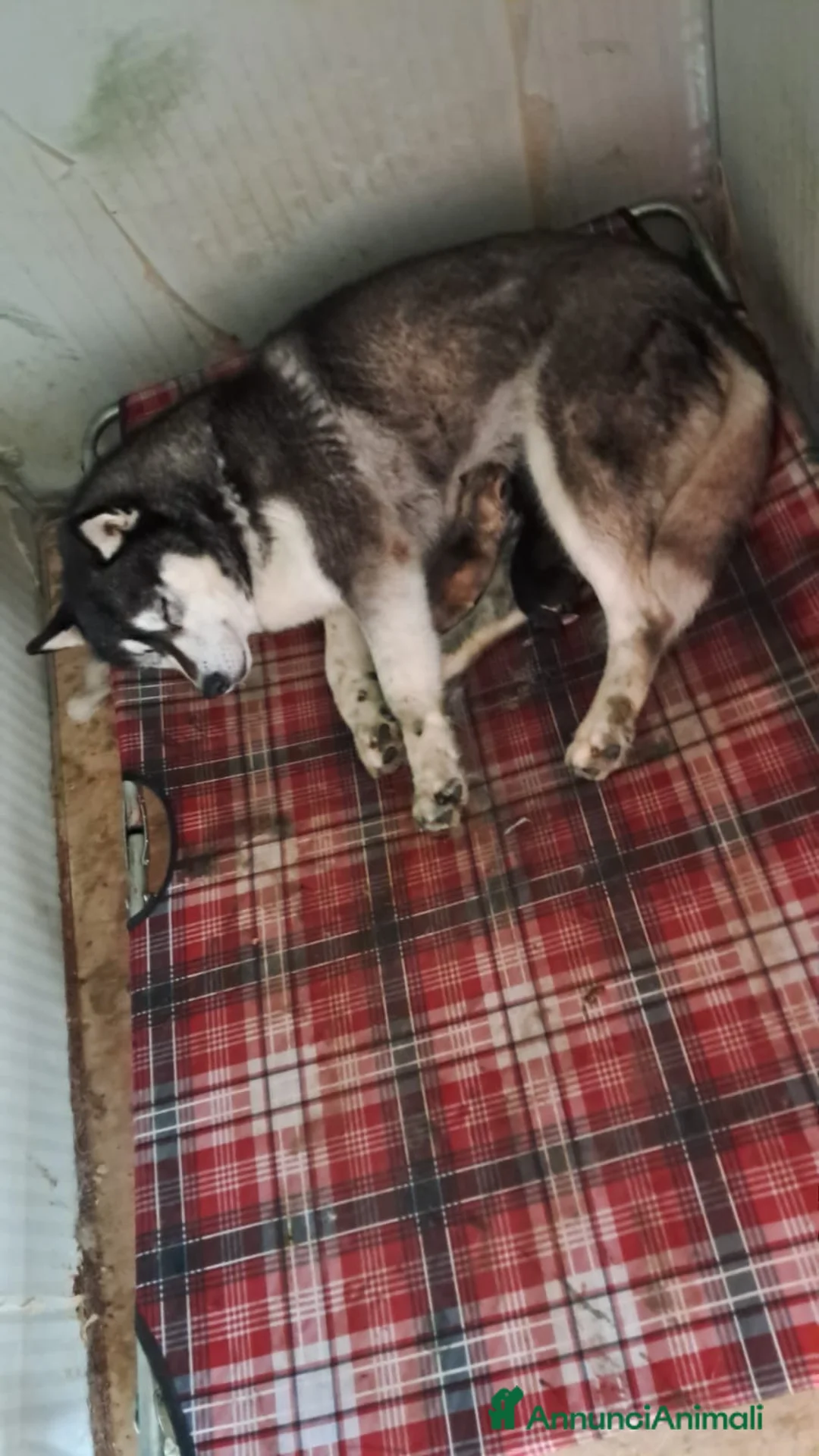 Husky cani in vendita: Cuccioli Siberian Husky con Pedigree  - Annuncio 1