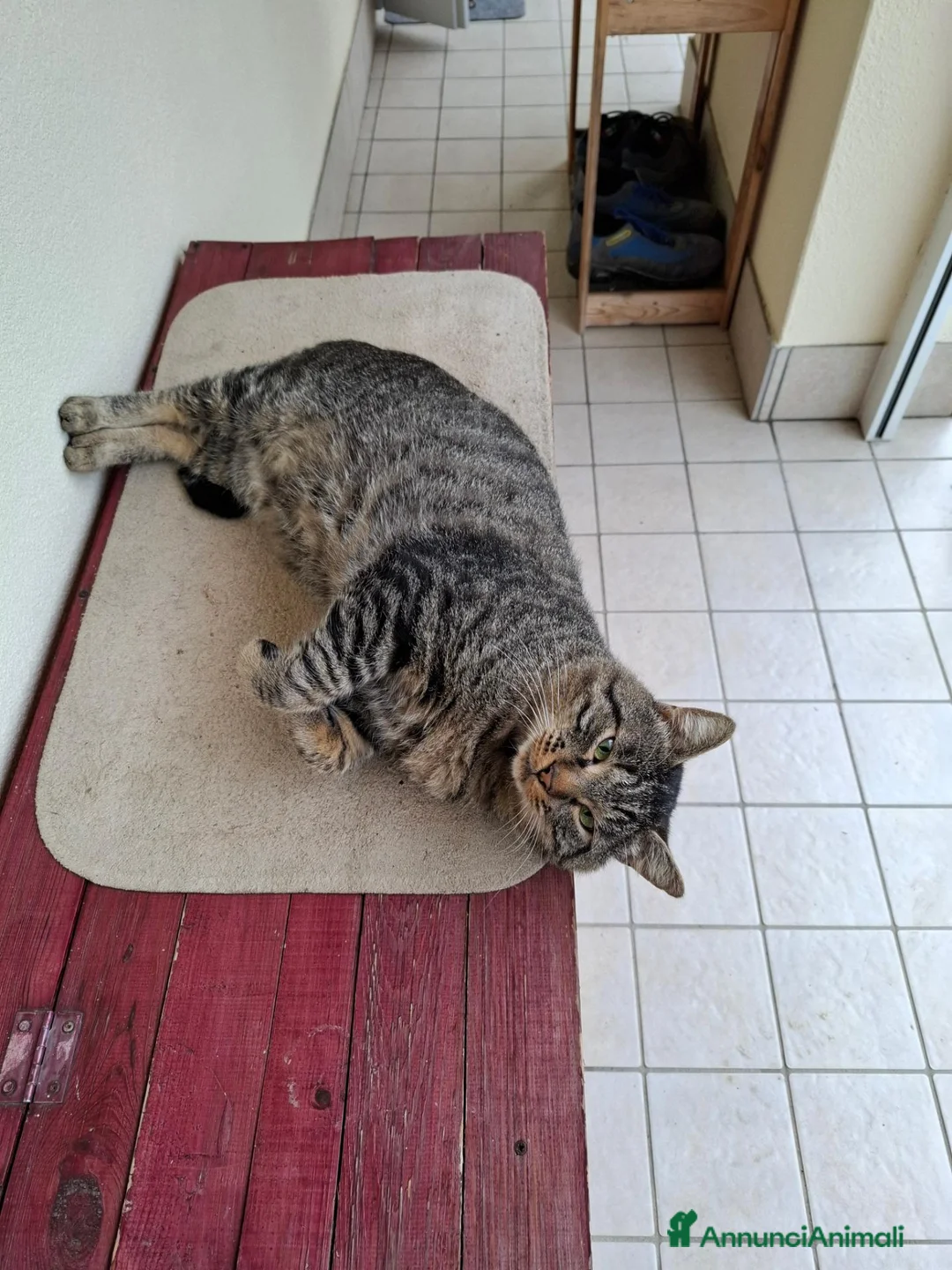 Europeo gatti in regalo: Gatto cerca famiglia a Città Metropolitana di Venezia - Annuncio 3
