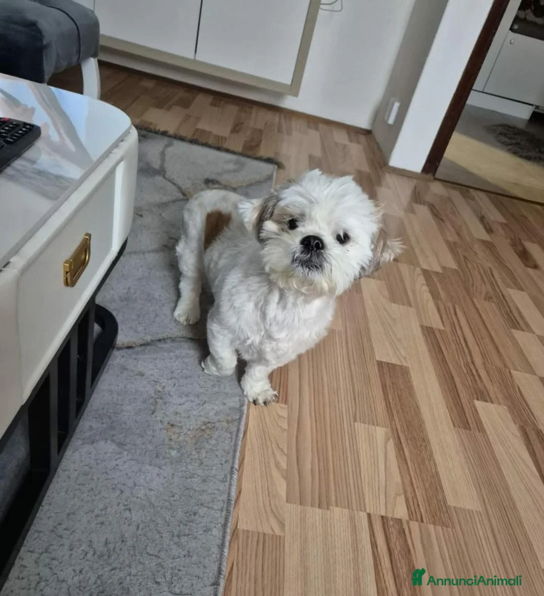 Shih Tzu cani in regalo: PINOLO, SHIH TZU nanerottolo super simpatico - Annuncio 7