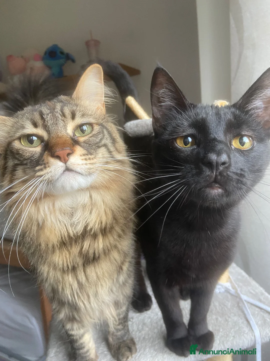 Altre razze gatti in regalo: GATTINI ABBANDONATI: URGENTE  a Città Metropolitana di Torino - Annuncio 2