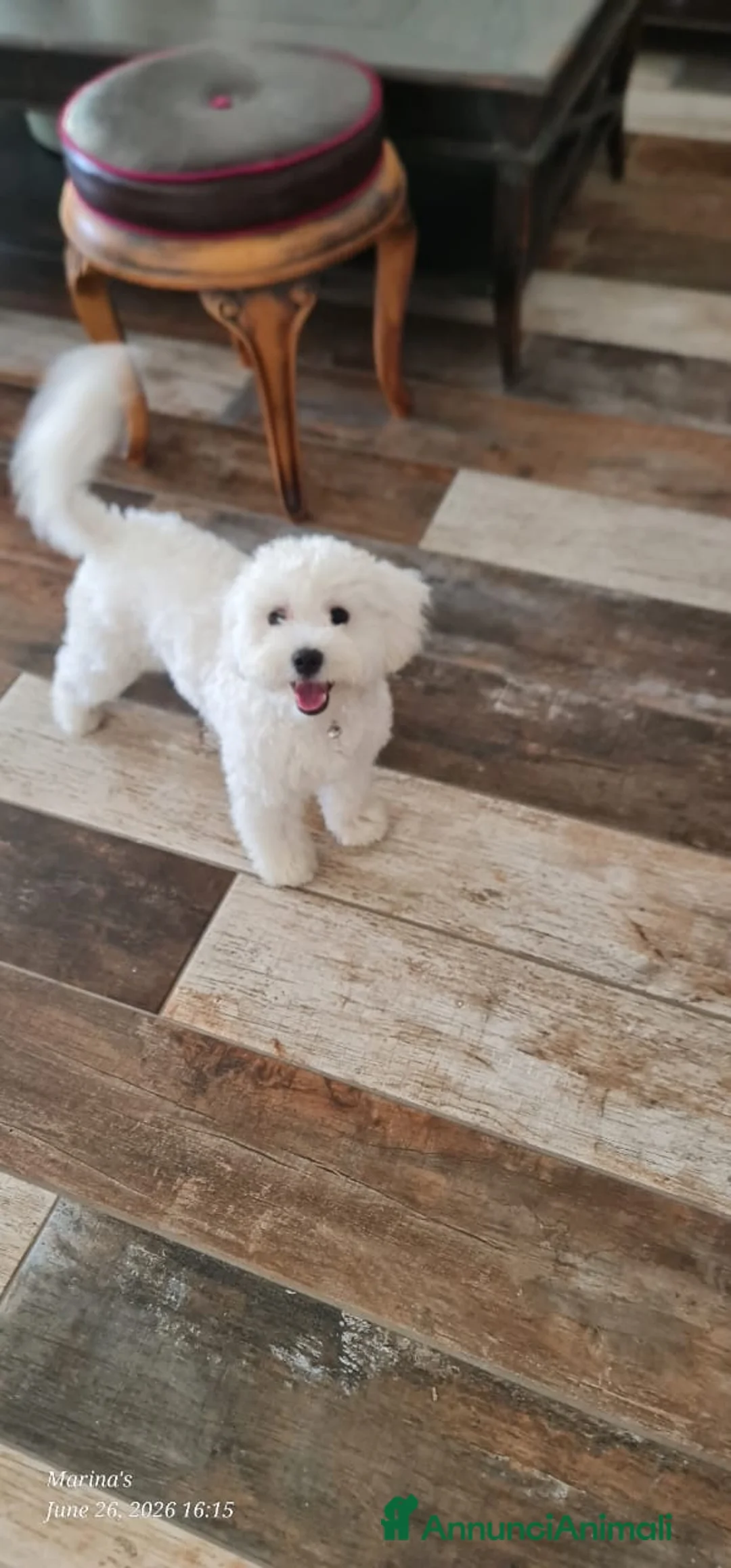 Meticcio cani in regalo: Leo, simil lagotto giocherellone - Annuncio 2
