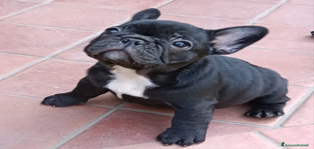 Immagine della galleria {{count}}