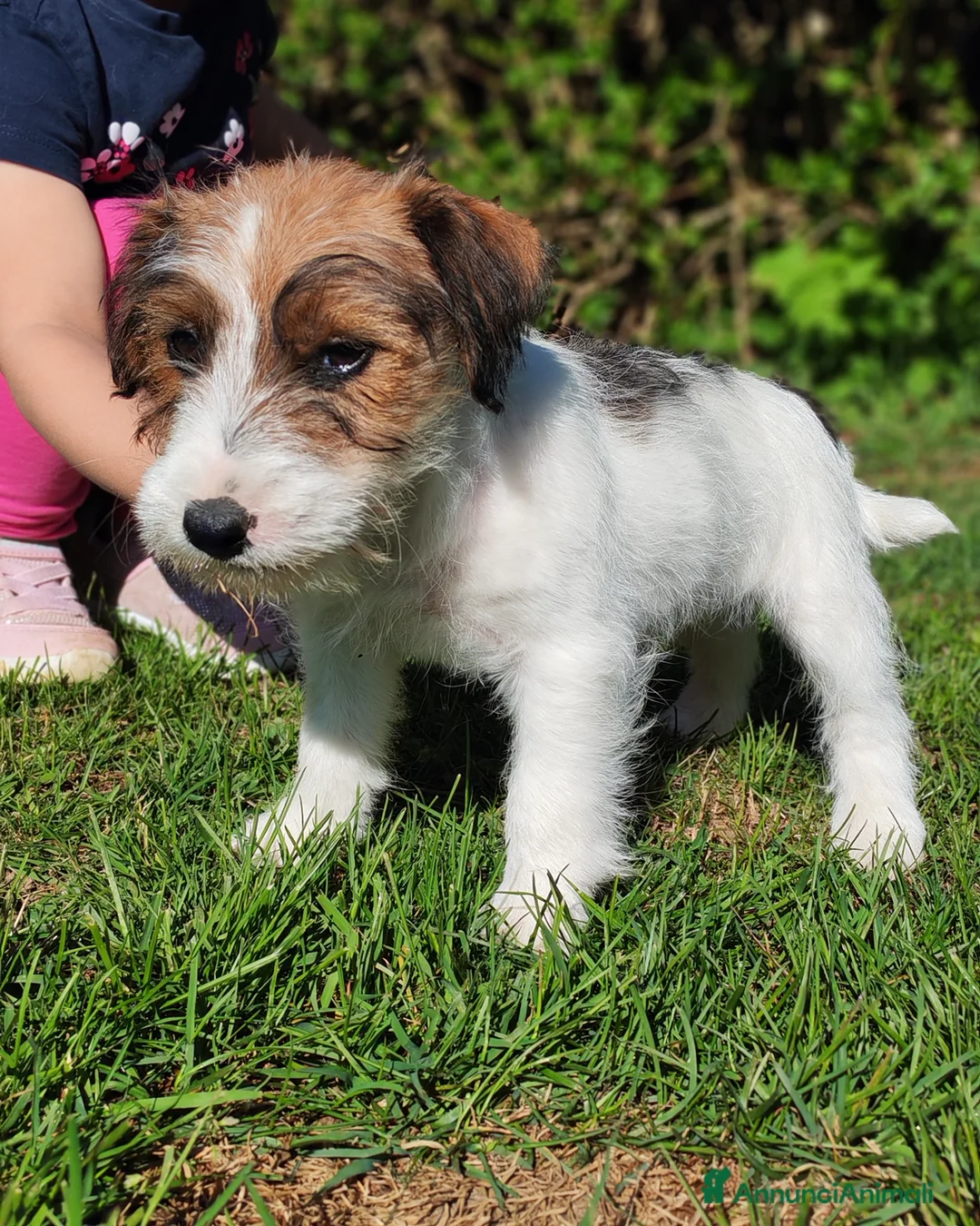 Jack Russell cani in vendita: Cucciolo Jack Russell  - Annuncio 5