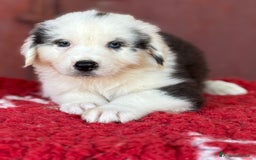 Australian Shepherd cani in vendita: Femmina Tricolor Black - Sunny  a Provincia di Vicenza - Immagine 1