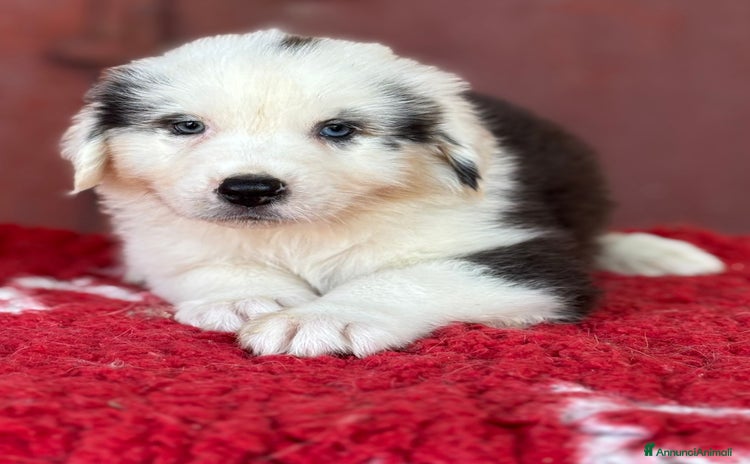 Australian Shepherd cani a Provincia di Vicenza - Annuncio 18