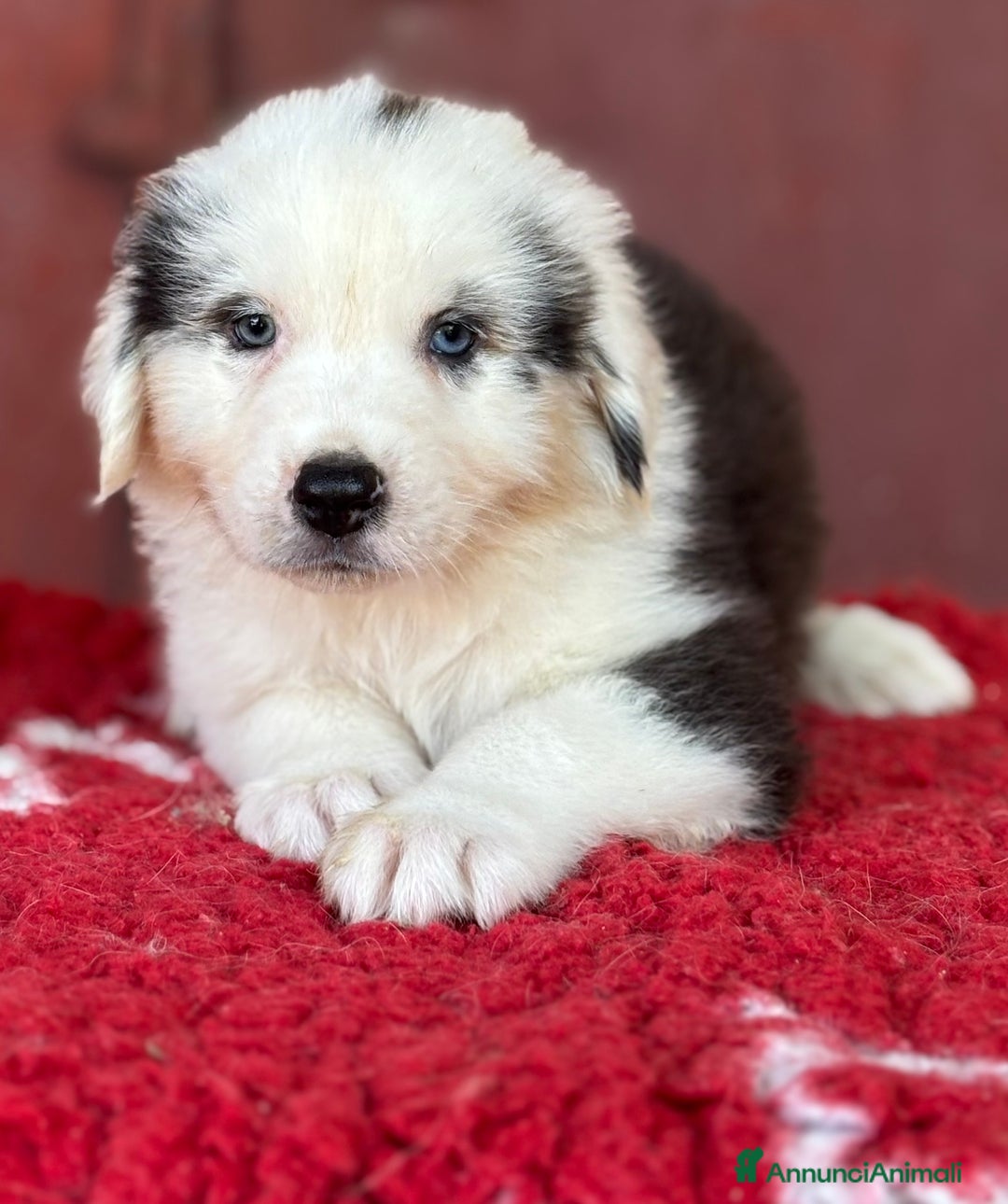 Australian Shepherd cani in vendita: Femmina Tricolor Black - Sunny  a Provincia di Vicenza - Immagine 1