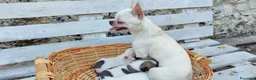 Chihuahua cani in vendita: Chihuahua Toy - Annuncio 9