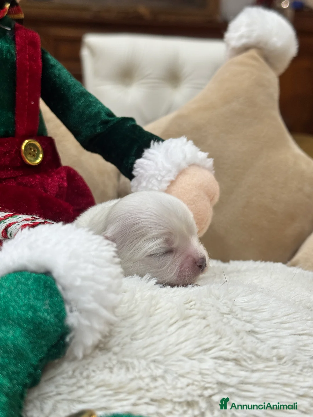 Chihuahua cani in vendita: Cuccioli Chihuahua pelo lungo - Annuncio 4