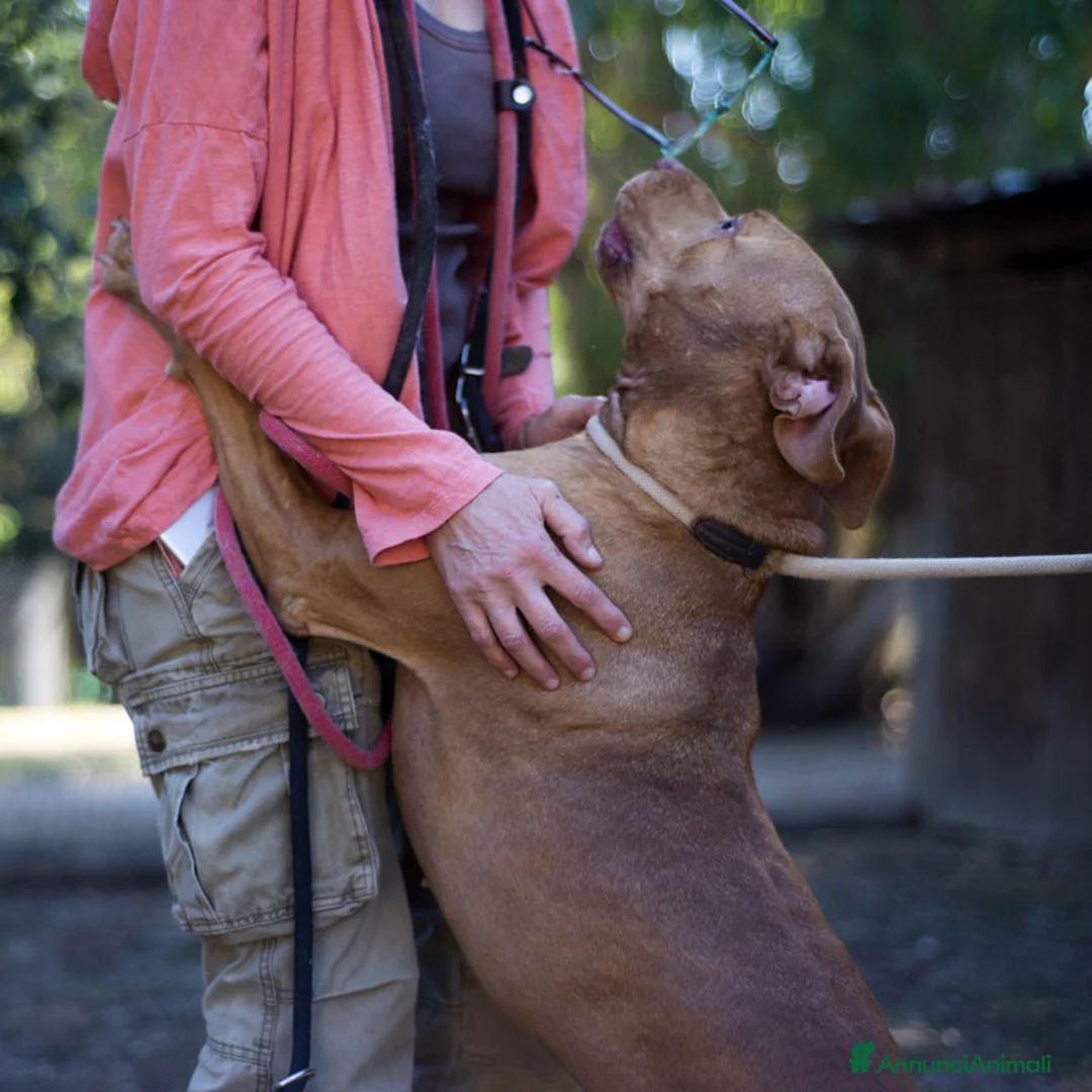 Pitbull cani in regalo: KIRA DAL DIVANO AL CANILE, IN ADOZIONE - Annuncio 1