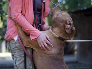 Pitbull cani KIRA DAL DIVANO AL CANILE, IN ADOZIONE - Annuncio 9