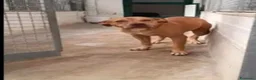 Pitbull cani in regalo: Pitbull femmina 8anni quasi tutti di canile!NAPOLI - Annuncio 2