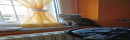 Certosino gatti in vendita: CUCCIOLI DI CERTOSINO PURISSIMI  - Annuncio 10