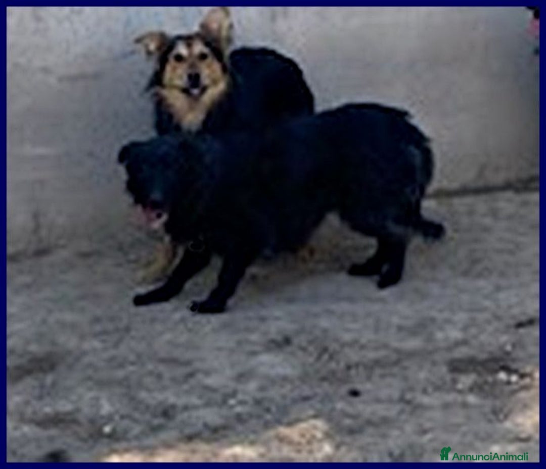 Meticcio cani in regalo: SABRINA una timidina - tg media - Annuncio 3