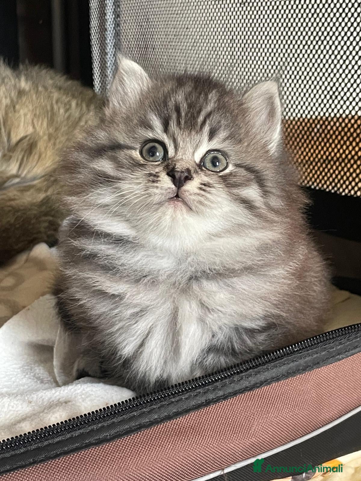 Siberiano gatti in vendita: URANIA -Bellissima cucciola black silver tabby  - Annuncio 1