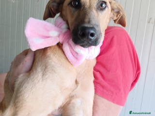 Meticcio cani ADOTTA ALBICOCCA a Provincia di Ferrara - Annuncio 18