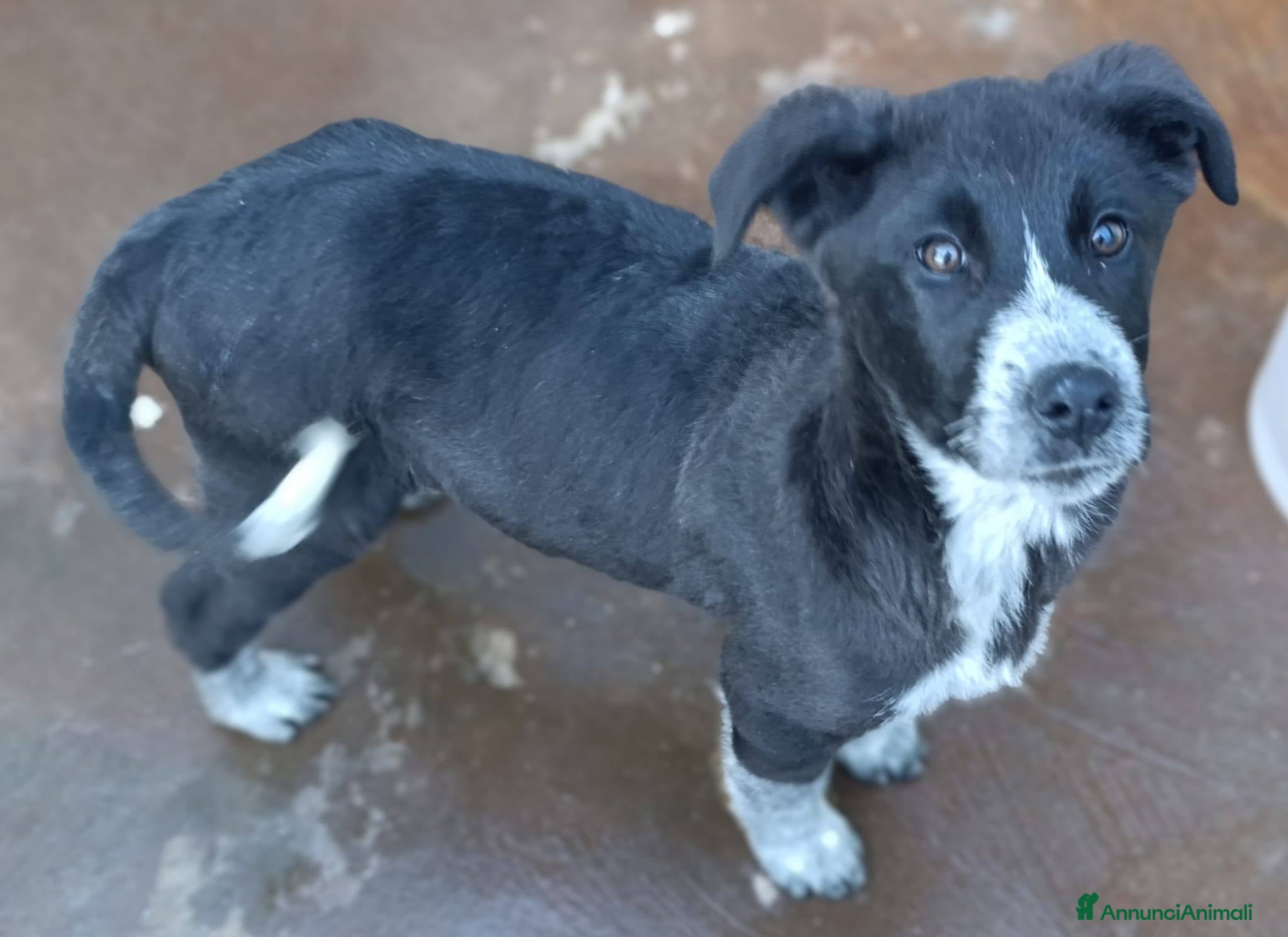 Meticcio cani Cuccioli tg medio grande bellissimi - Annuncio 2