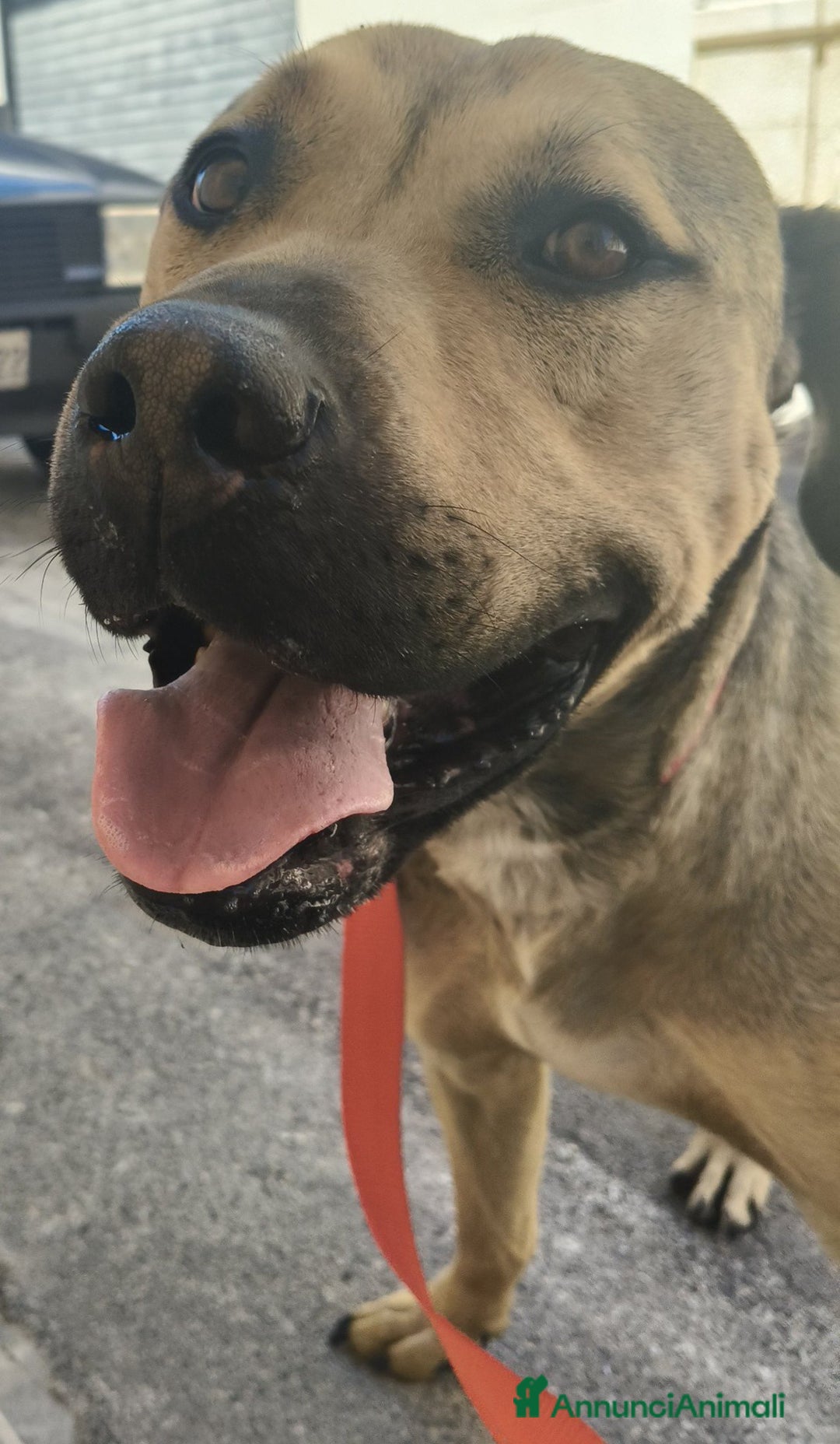 Meticcio cani in regalo: Bellissimo e dolcissimo Bobby - Annuncio 12